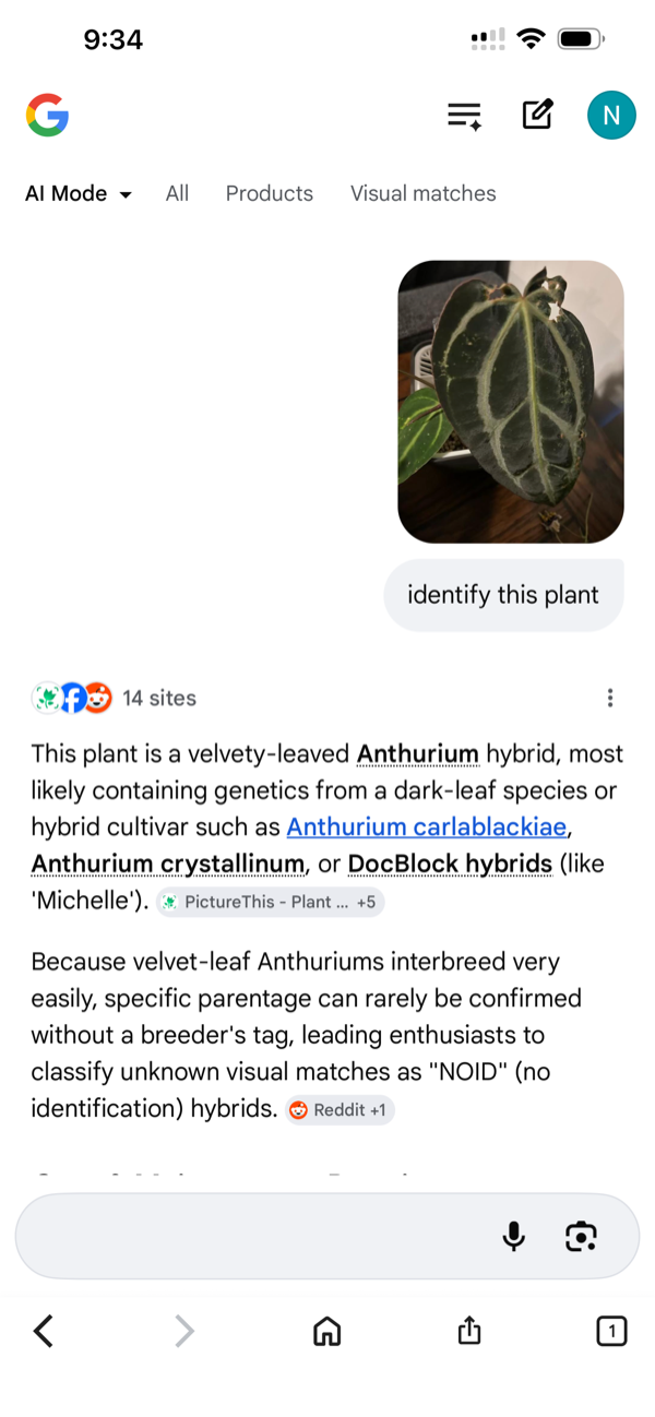 Google Lens hedging between several anthurium species