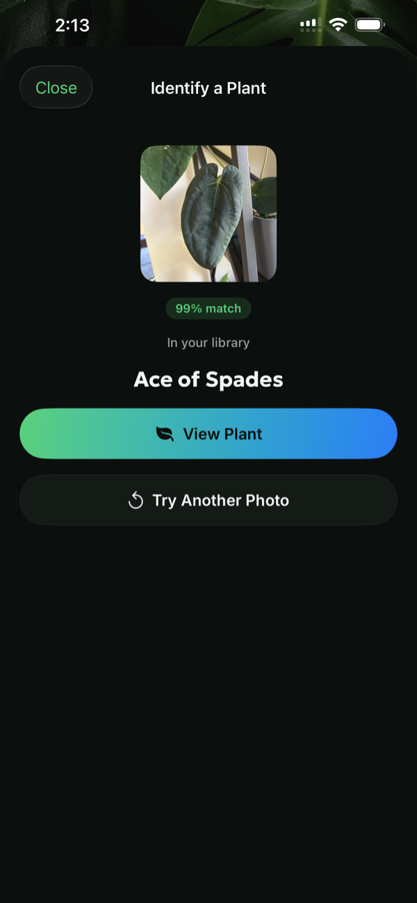 Leaf People identifying Anthurium Ace of Spades at 99%