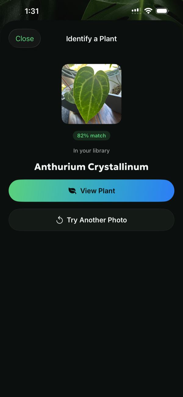 Leaf People identifying Anthurium crystallinum from a single leaf at 82%