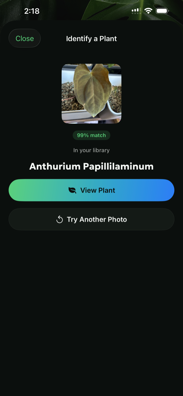 Leaf People identifying Anthurium papillilaminum from a dried leaf at 99%