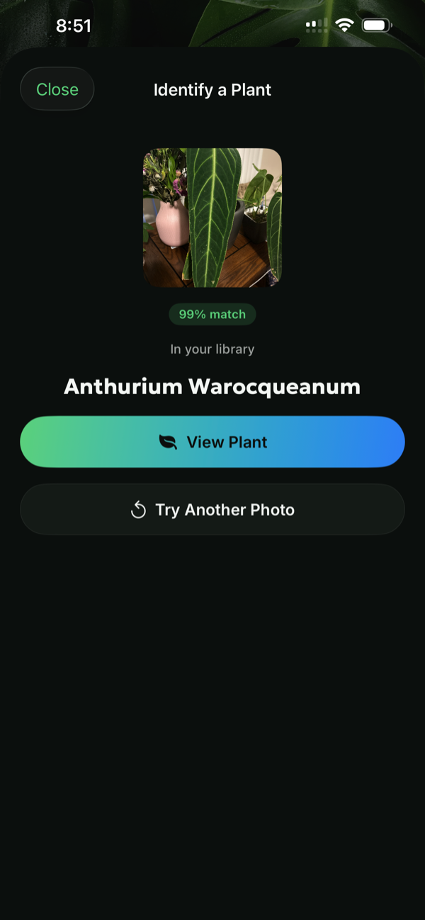 Leaf People identifying Anthurium warocqueanum at 99%