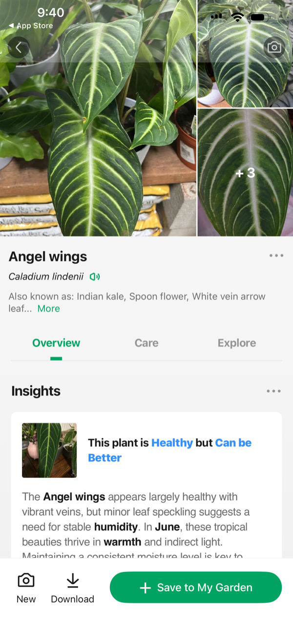 PictureThis misidentifying the queen anthurium as Angel wings, a Caladium