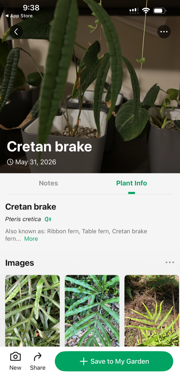 PictureThis misidentifying an Anthurium cutucuense as Cretan brake, a fern