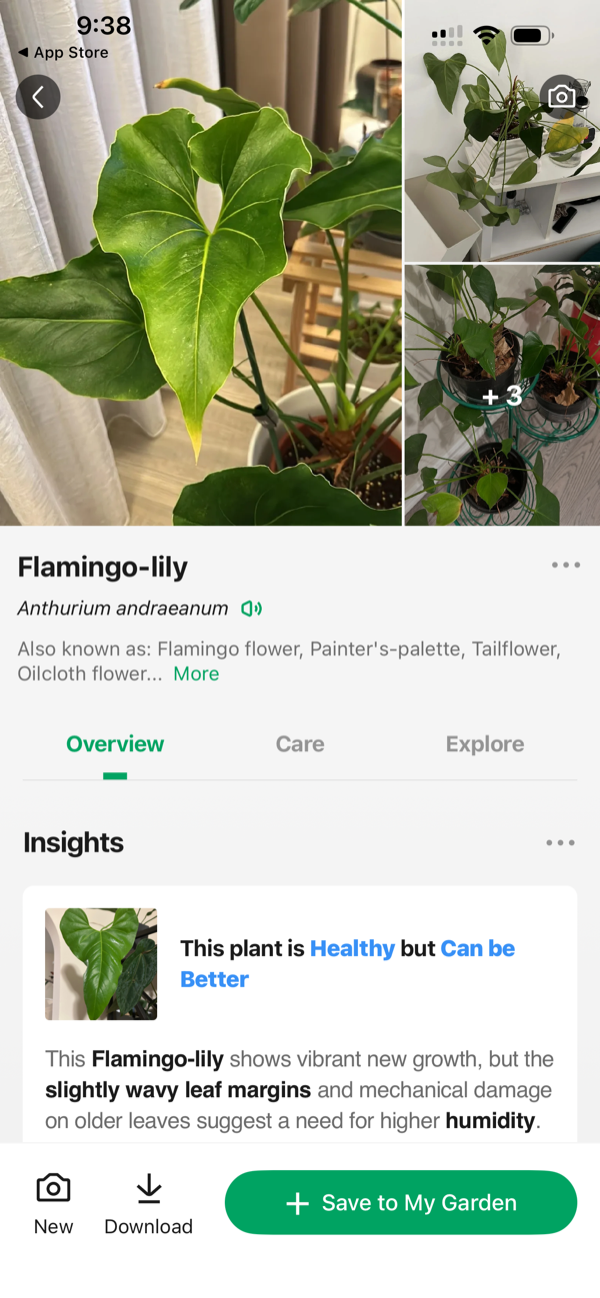 PictureThis labeling a rare anthurium as the common Flamingo-lily