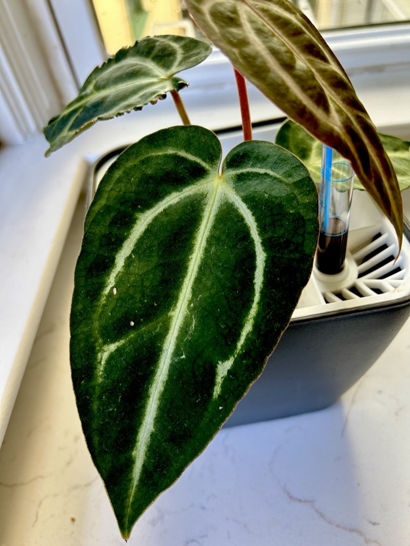 A spadix dusted for a cross, mid-bloom.
