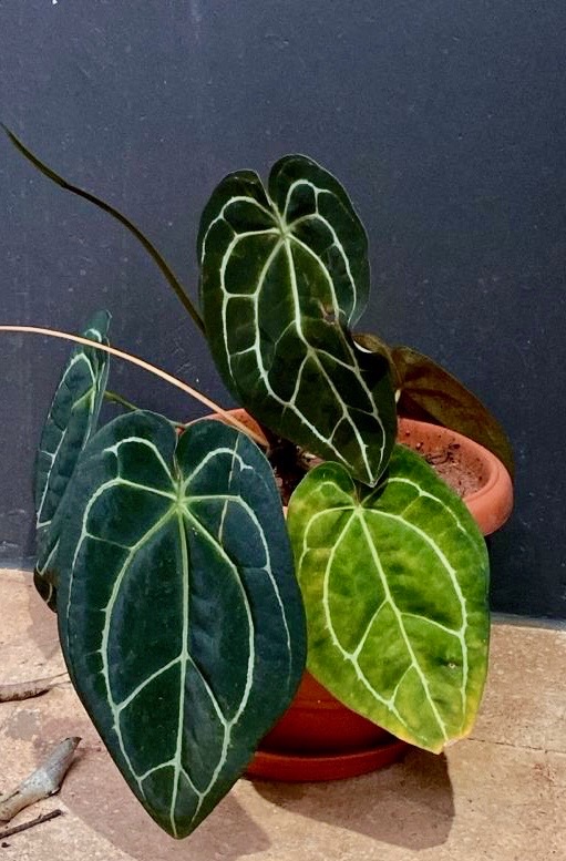 Silver-veined velvet leaf of an Anthurium