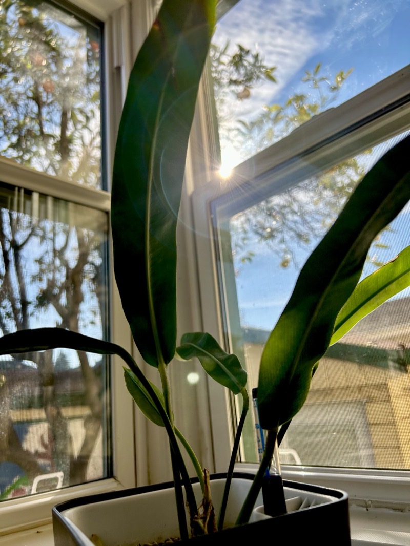 Leaf underside, veins pale against deep green.