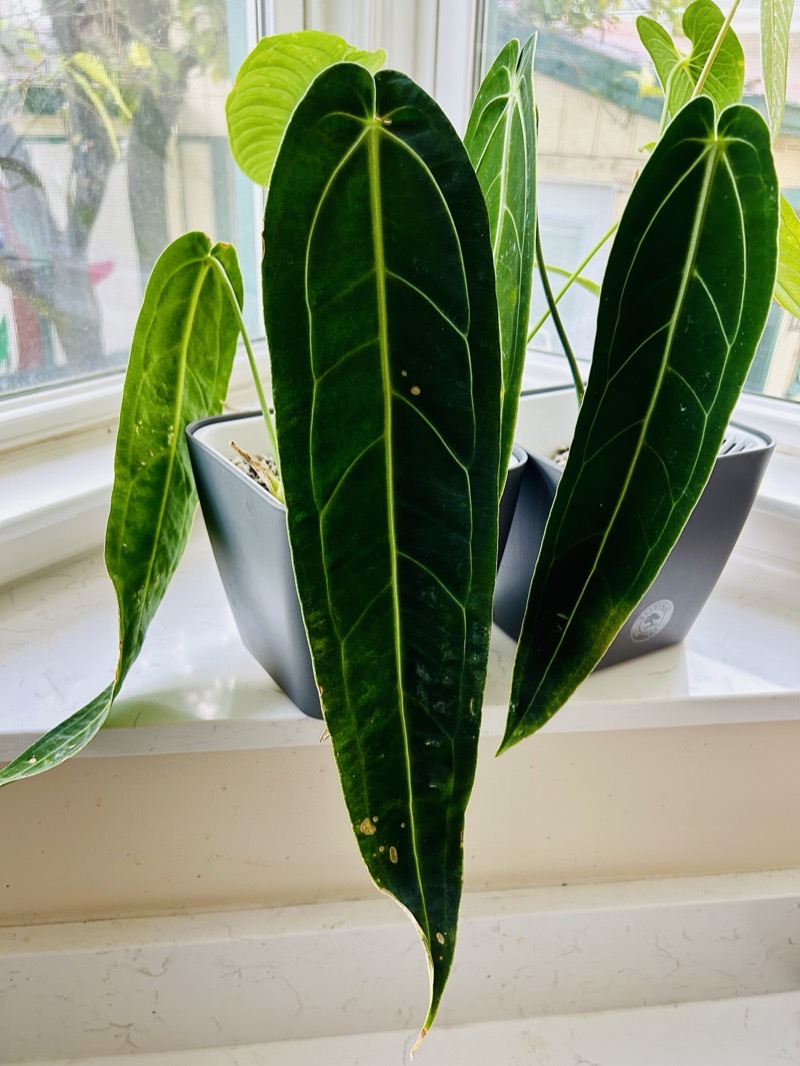 A mature leaf, backlit — venation like hammered wire.
