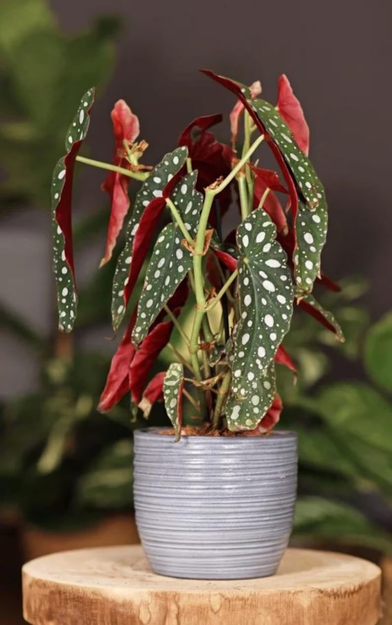 Cane stem detail, Begonia maculata 'Wightii.'