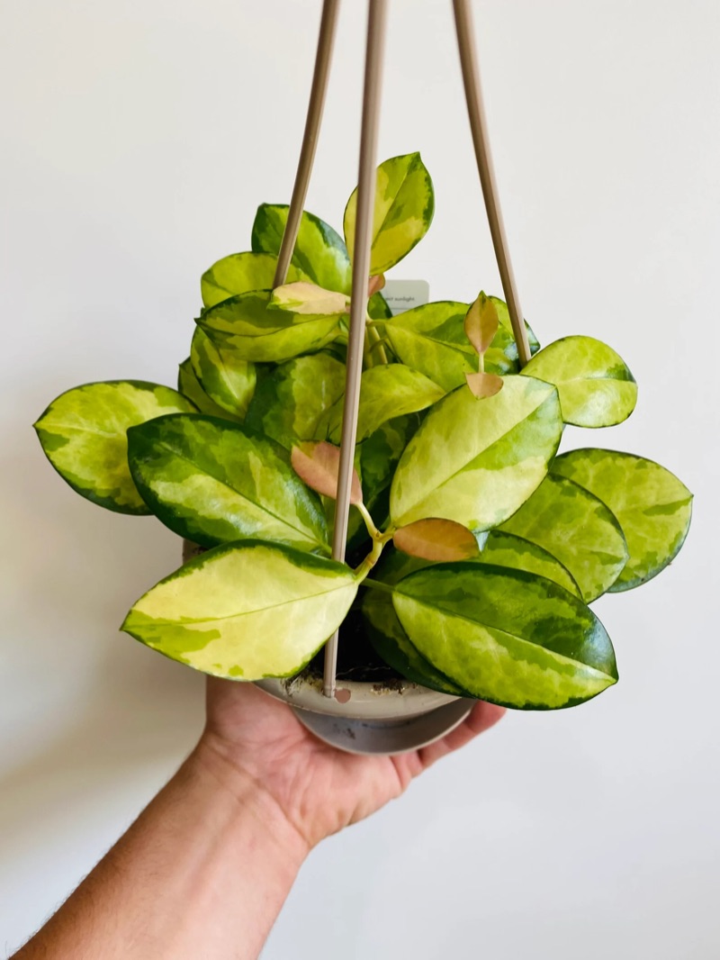 New growth unfurling: cream shading toward chartreuse.
