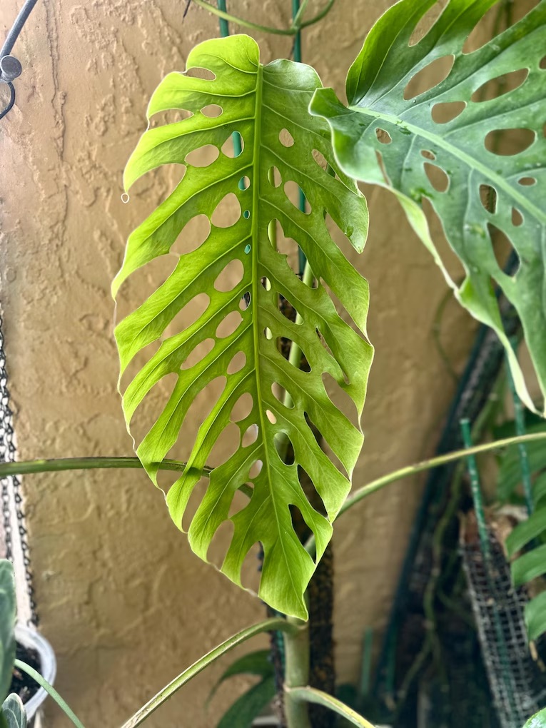 Adult _M. dubia_ leaf, silver and fenestrated at last.