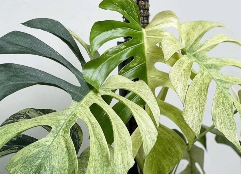 Pale sectoral variegation, as fleeting as morning light.