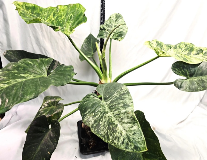 New growth unfurling: cream sectors, dark green lamina.