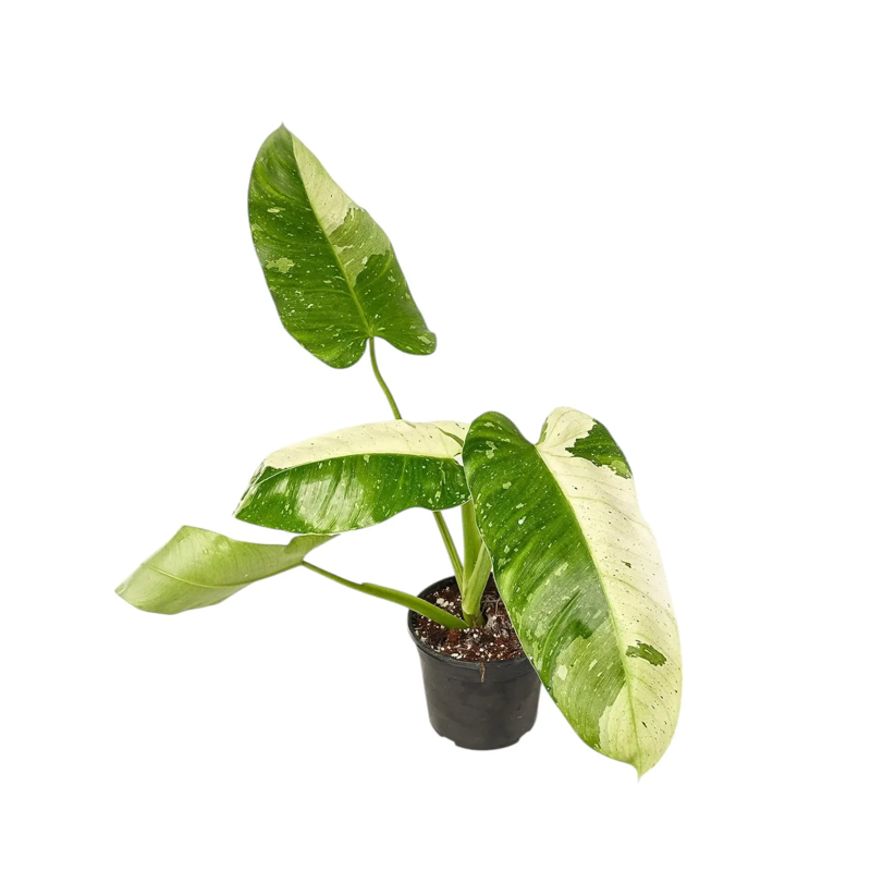 A mature 'White Wizard' leaf, petiole sheaths flushed deep burgundy.
