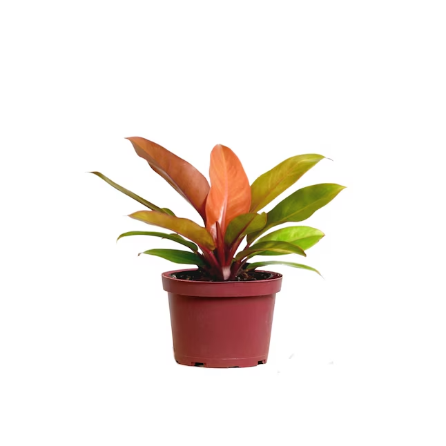 A new leaf mid-orange phase, still softly furled.