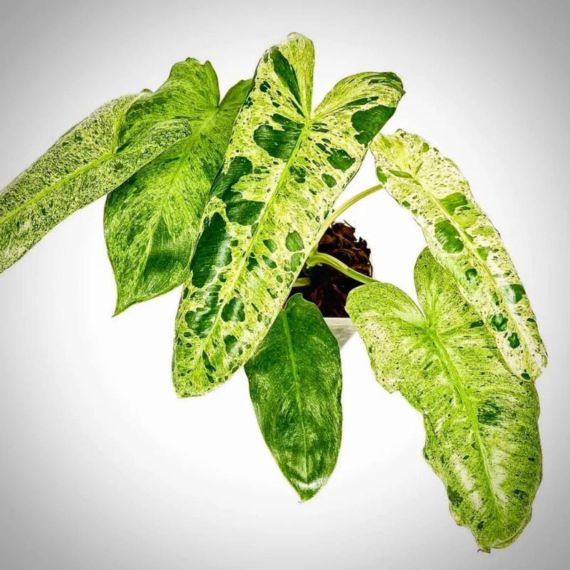 An unplaced philodendron node, identity still contested.