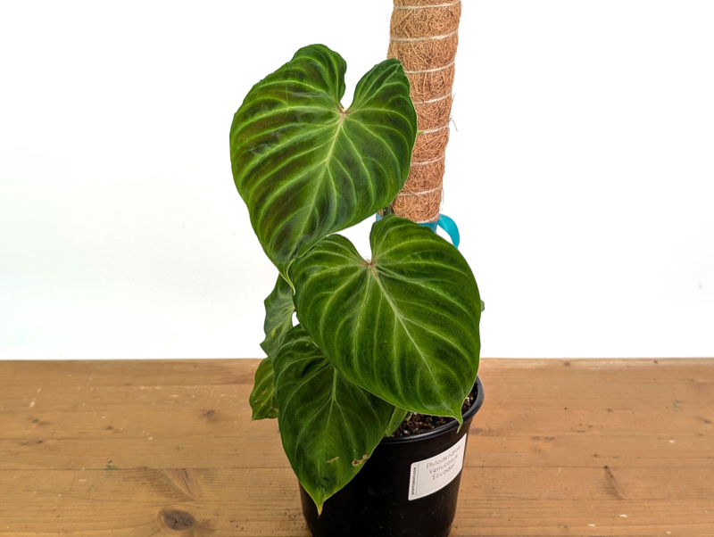 A signed phyto certificate, creased from transit, beside bareroot anthuriums.