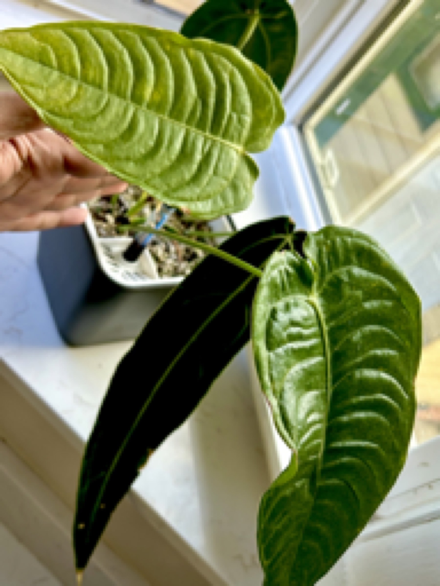 A young _Anthurium dressleri_, photographed against neutral gray.
