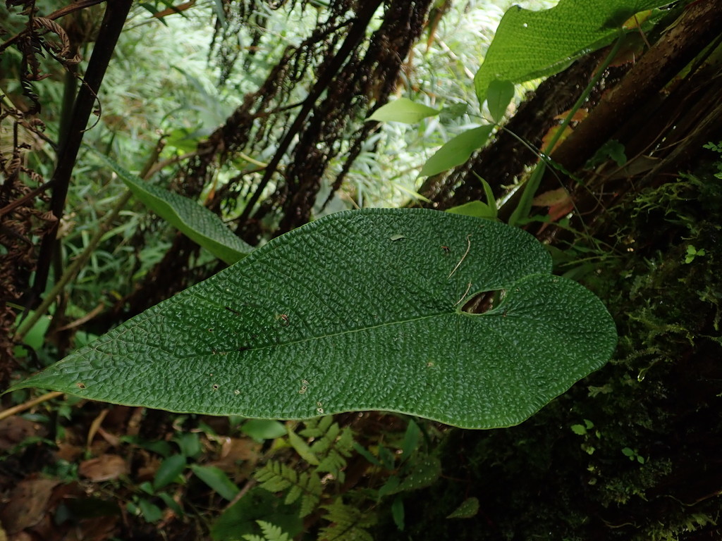 _A. corrugatum_ leaf surface, late afternoon light.