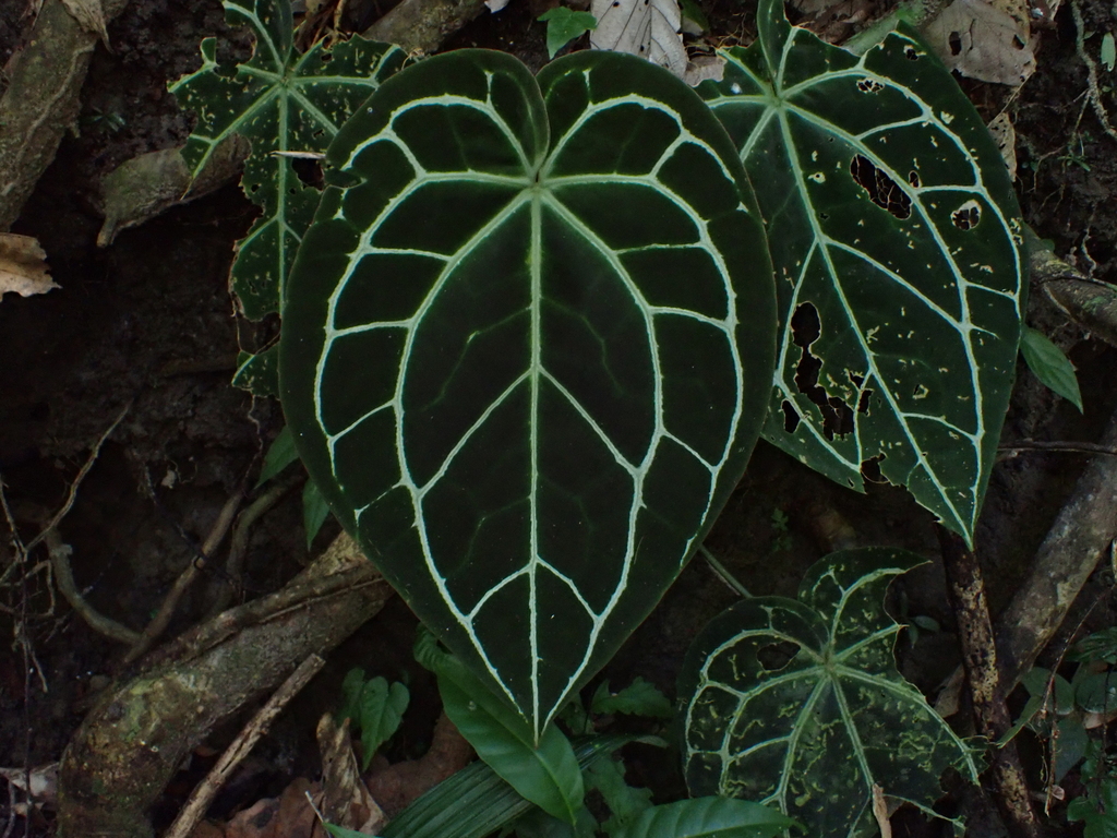 Deep venation on a mature crystallinum leaf, backlit.