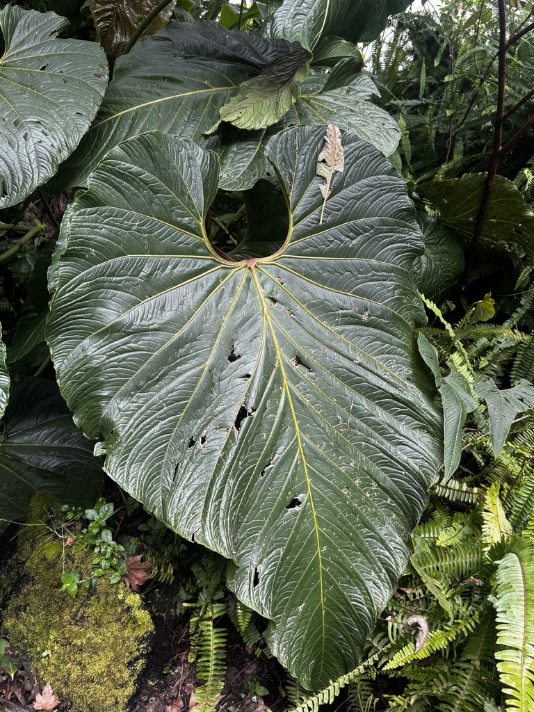 A. ravenii spathe cupping its pale spadix, unphotographed by most.