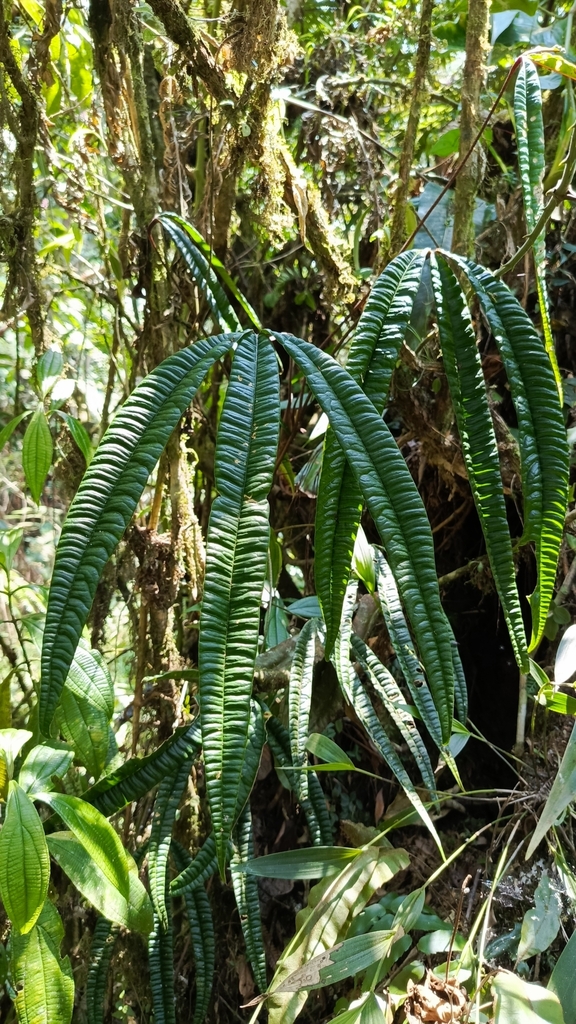 Cloud forest at 1,800 meters, Cordillera del Cóndor.