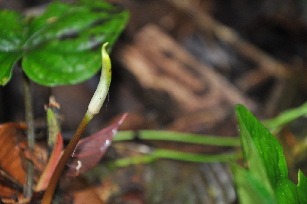 Bullate surface detail on a mature dressleri leaf.
