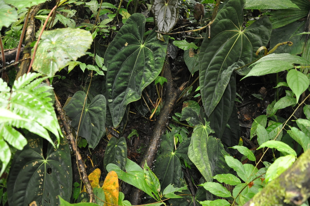 A mature papi leaf showing characteristic papillate surface texture.
