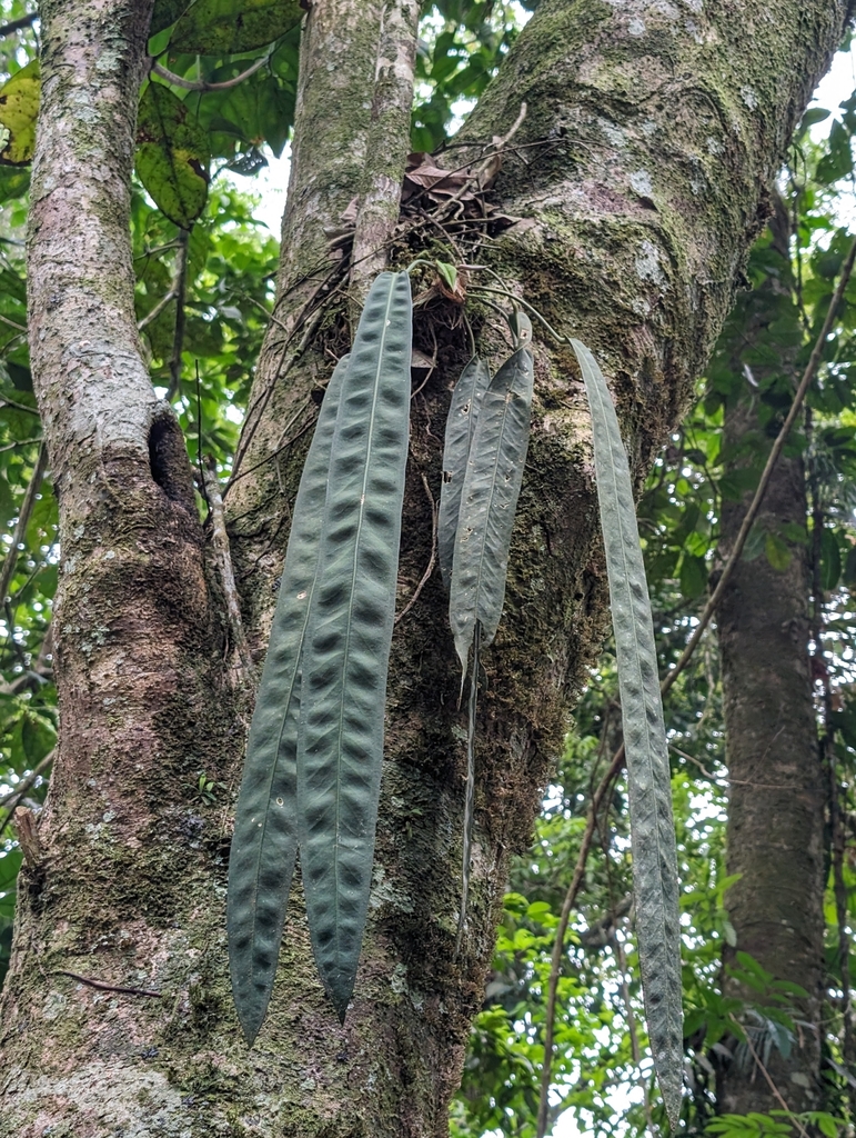 Pendant leaves catch light on a mossy perch.
