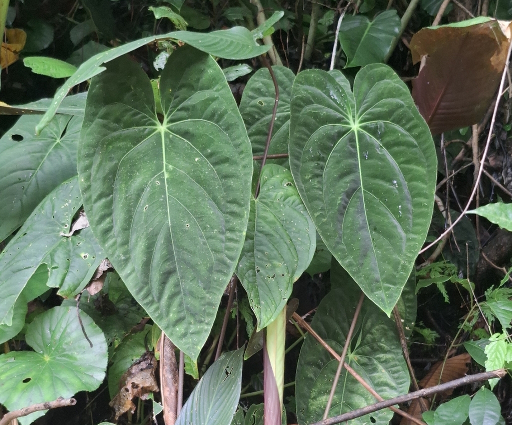A juvenile _papillilaminum_ staged for its listing photo.