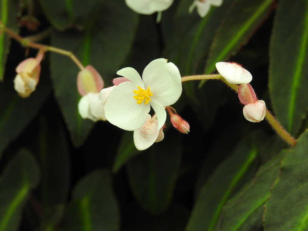 _Begonia pavonina_ in low diffuse light, showing peak iridescence.