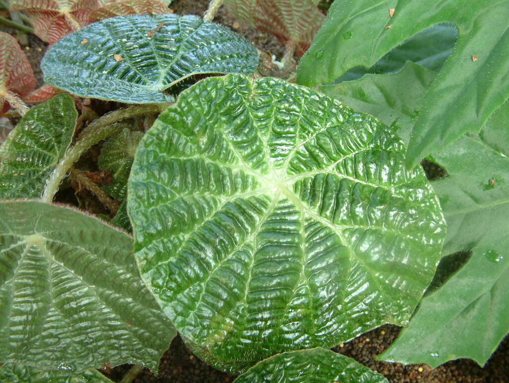 Bullate surface detail, _B. seersucker_, natural light.