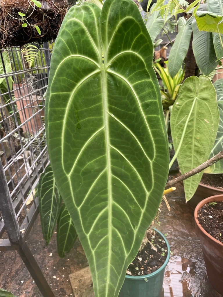 A mature warocqueanum, two years past its last repost.