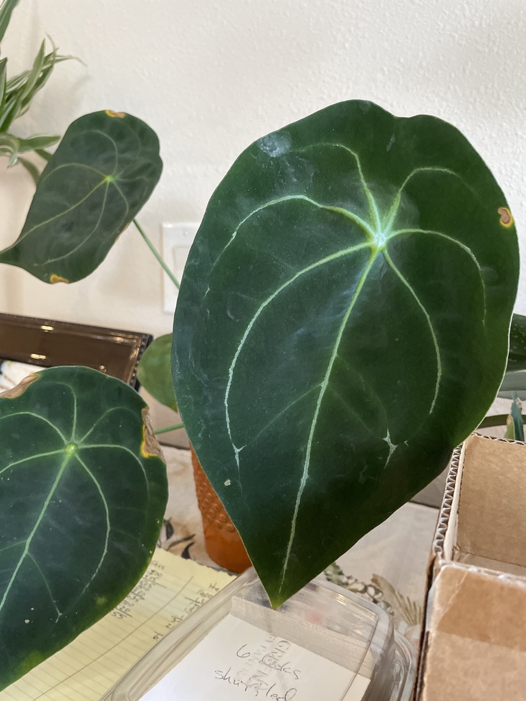A _forgetii_ leaf, eight weeks from spear to full expansion.