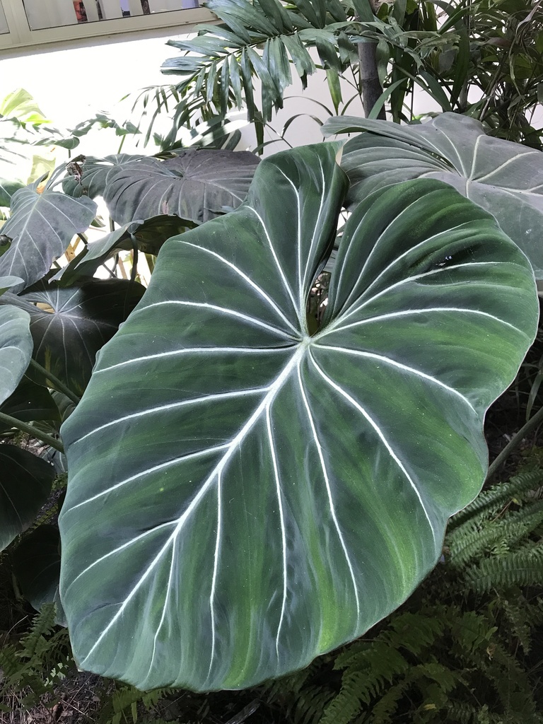 Lola, throwing her seventeenth leaf of the year.