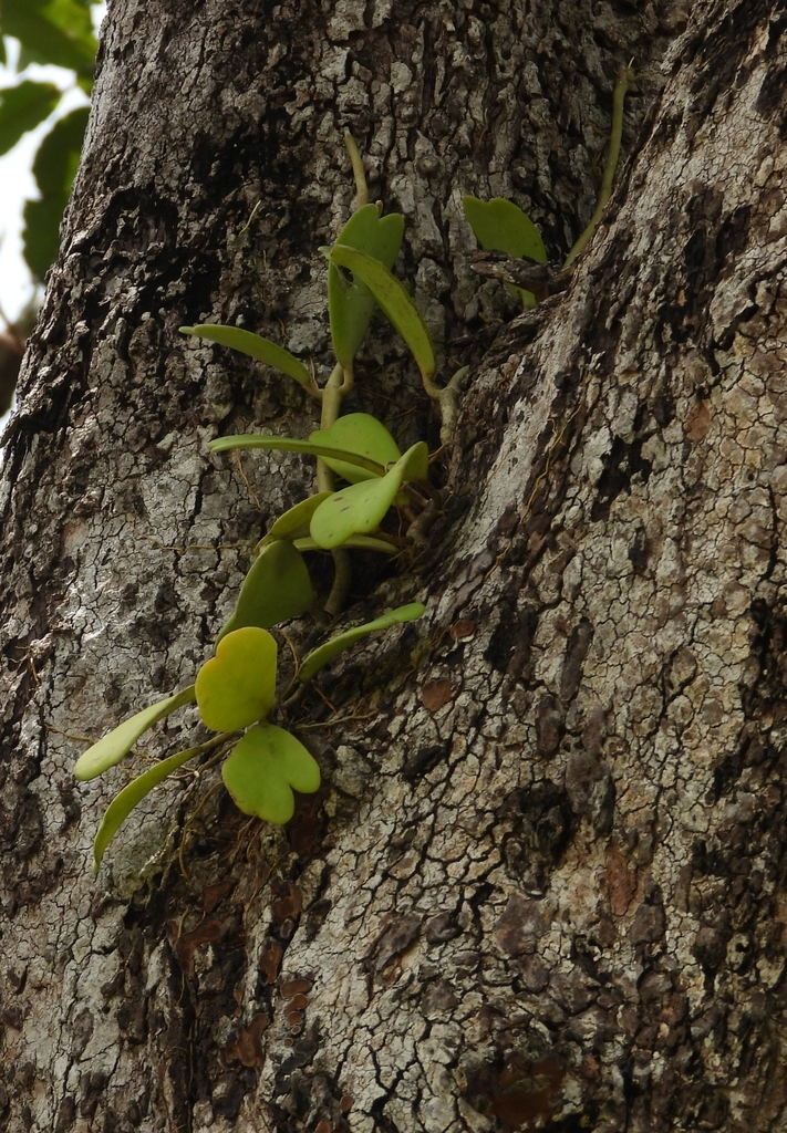 A vining kerrii stem, nodes intact, in active growth.