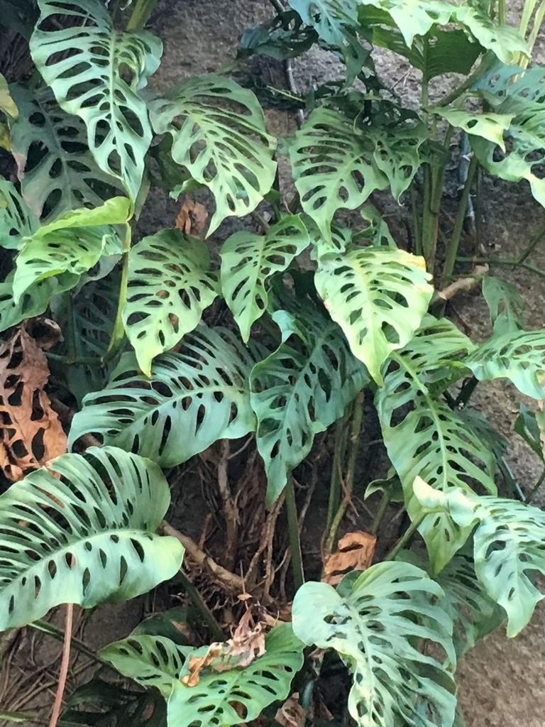 Indonesian form in early morning greenhouse light.