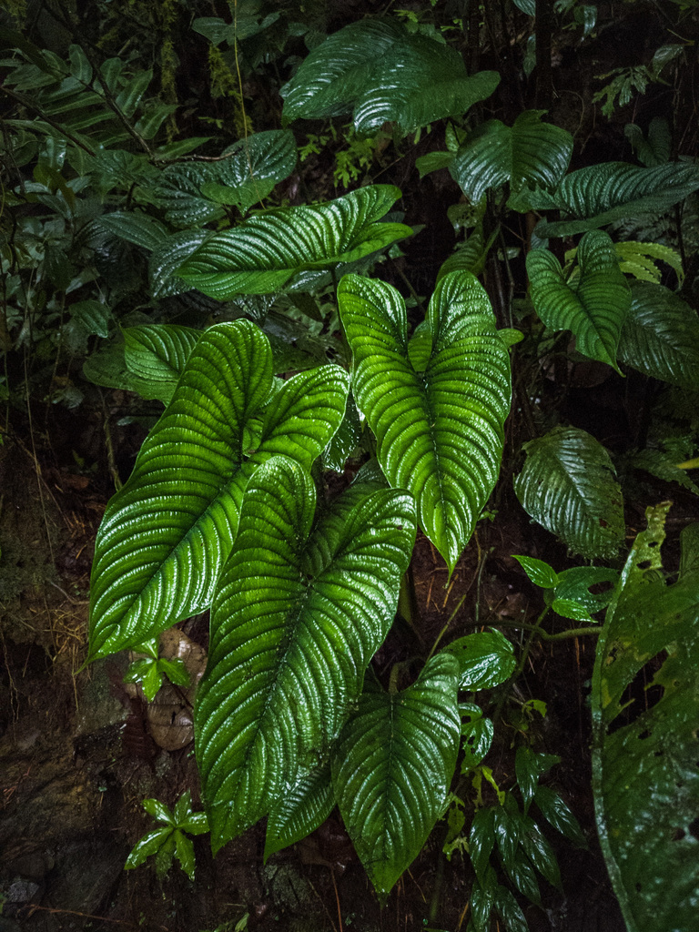 Wild-type _lynnhannoniae_ on a crawling rhizome, unphotoshopped.