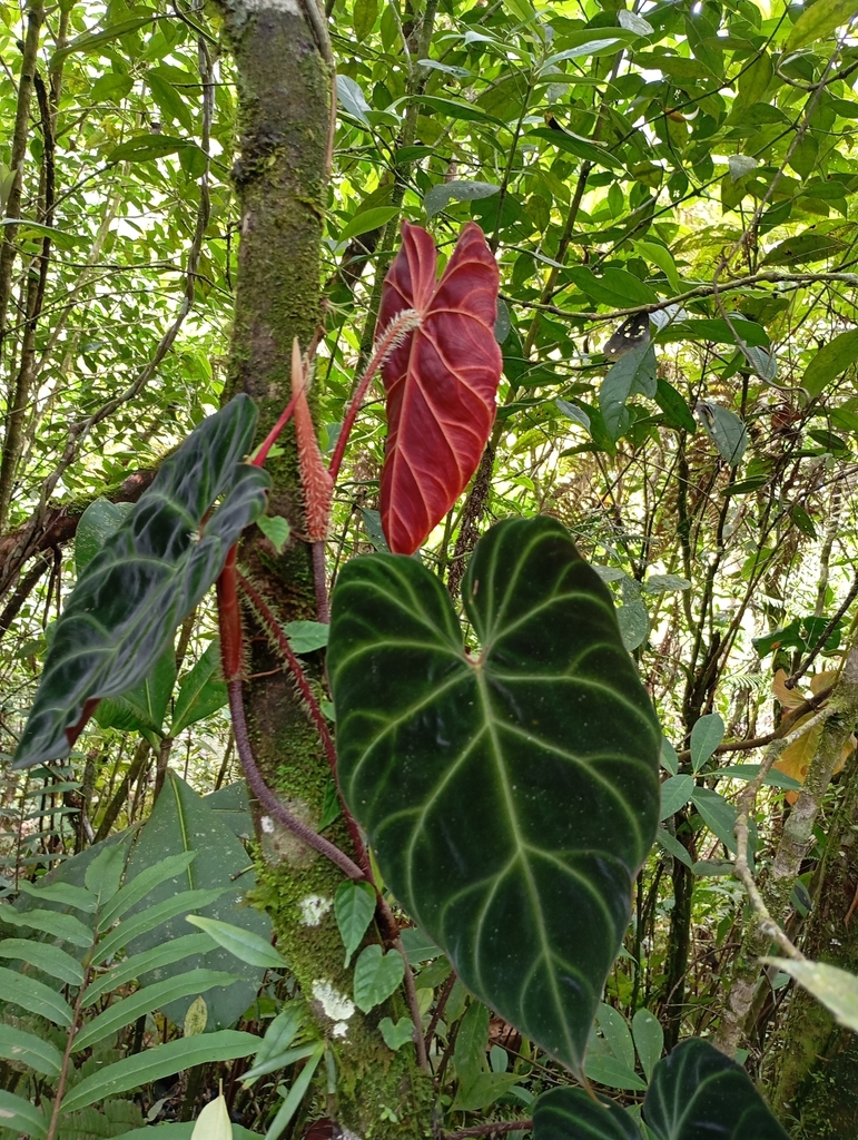 New _verrucosum_ leaf unfurling in lowland fog.