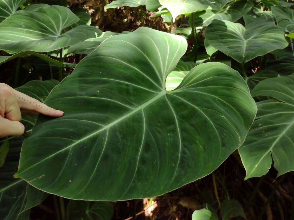 Velvet aroid foliage with pale venation
