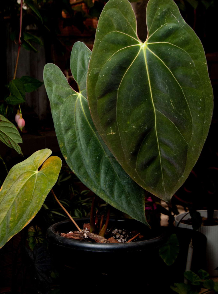 A rooted node of Philodendron spiritus-sancti, three months along.