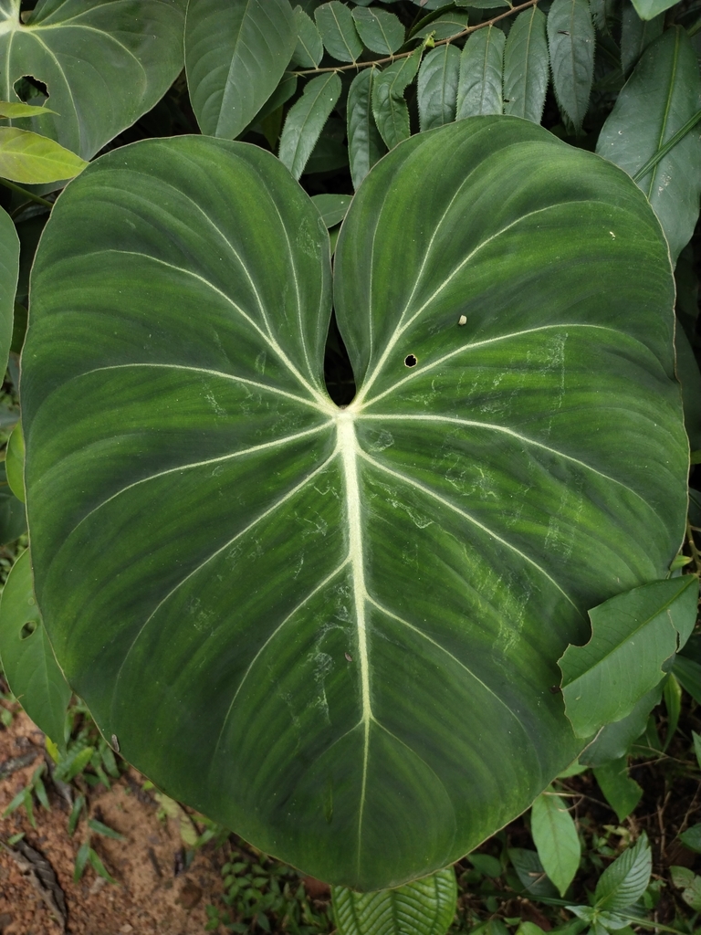 A hardened gloriosum leaf, two weeks past unfurl.
