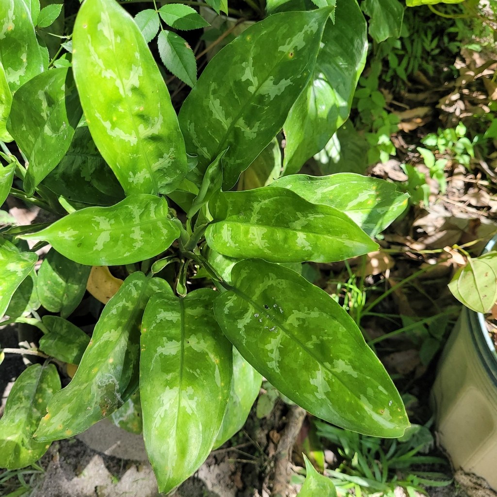 An Aglaonema color form — the pigment is the point.