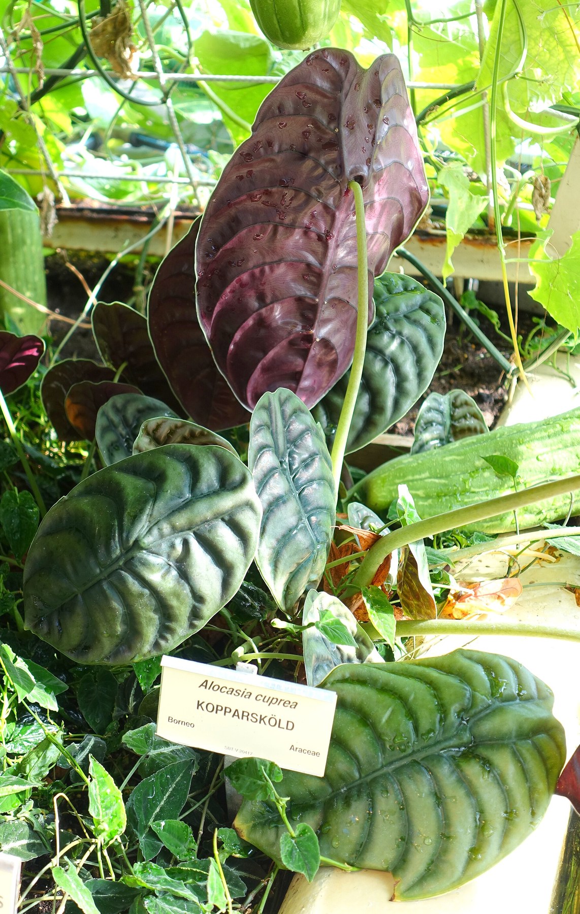 A labelled cuprea growing under glasshouse light.