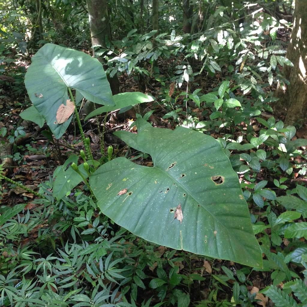An Alocasia corm, the underground reserve everyone forgets.