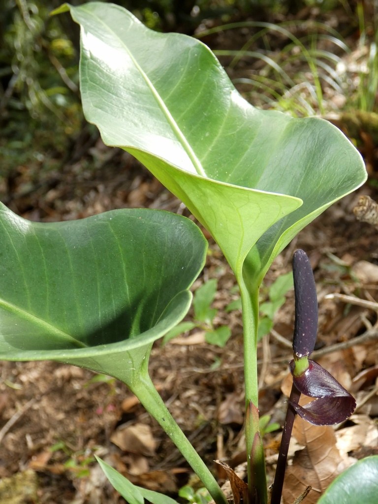 An Anthurium spadix opening, in the rain.