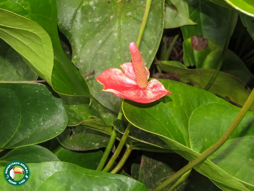 A glossy red spathe and pink spadix on Anthurium andraeanum.