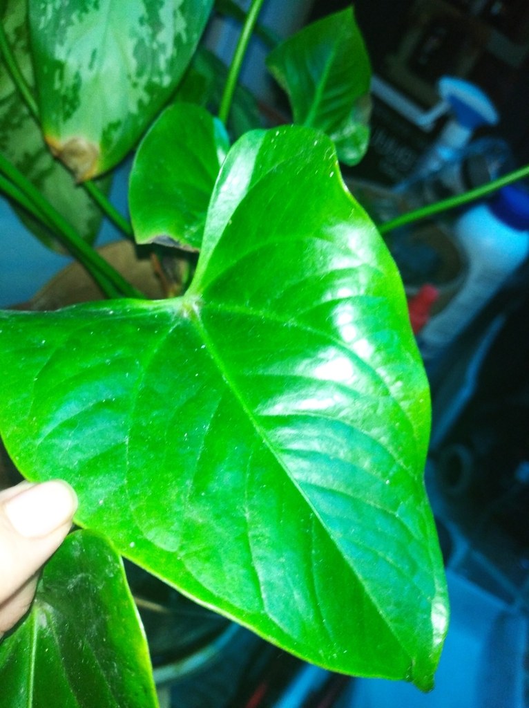 Anthurium andraeanum: Telling the Florist Anthurium from Collector Species