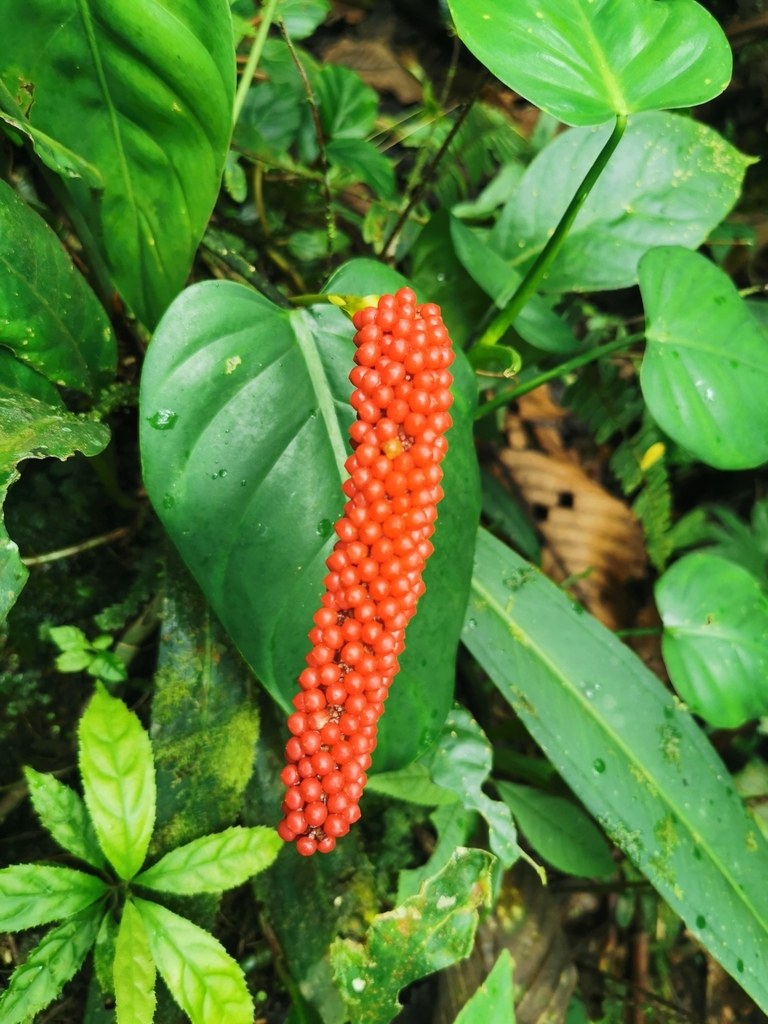 Ripe scarlet berries on a mature bakeri spadix.