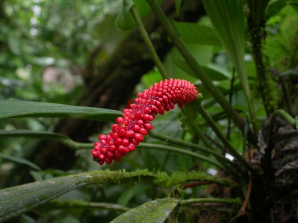 Anthurium bakeri Care: The Strap-Leaf With Red Berries